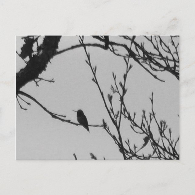 Postal del colibrí (Anverso)