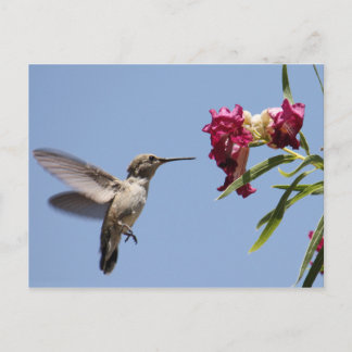 Postal del colibrí joven