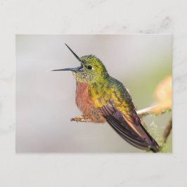Postal del colibrí que habla