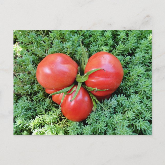 Postal del corazón del tomate (Anverso)