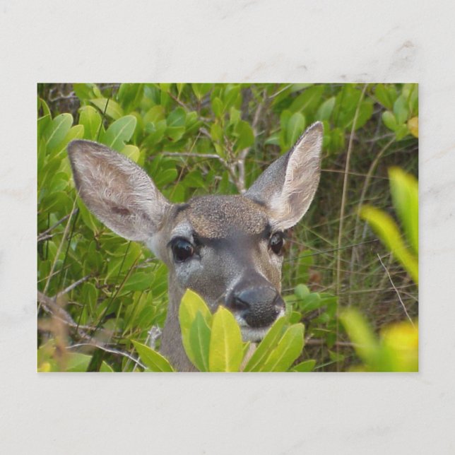 Postal del Deer de claves (Anverso)