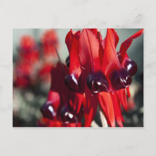 Postal del desierto de Sturt Pea