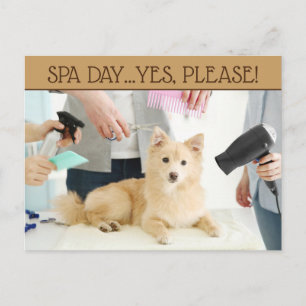 Postal del Día del Spa del mascota Grooming