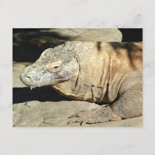 Postal del dragón de Komodo