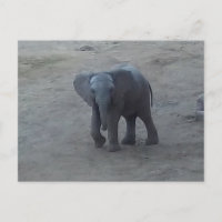 Postal del elefante del bebé - por la sabana del
