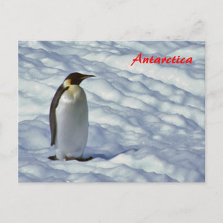 Postal del Emperador Pingüino Antártida
