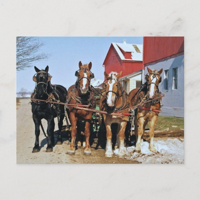 Postal Del Equipo De Caballos Amish (Anverso)