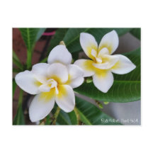 Postal del Frangipani - giro de Bali
