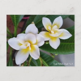 Postal del Frangipani - giro de Bali