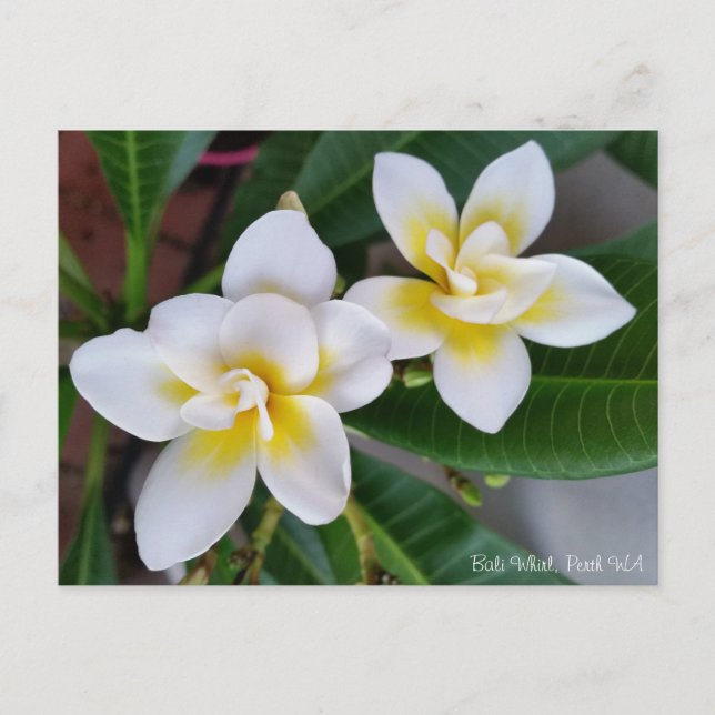 Postal del Frangipani - giro de Bali (Anverso)