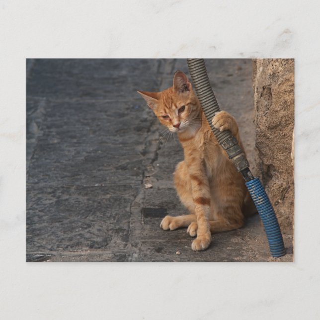 Postal del gatito (Anverso)