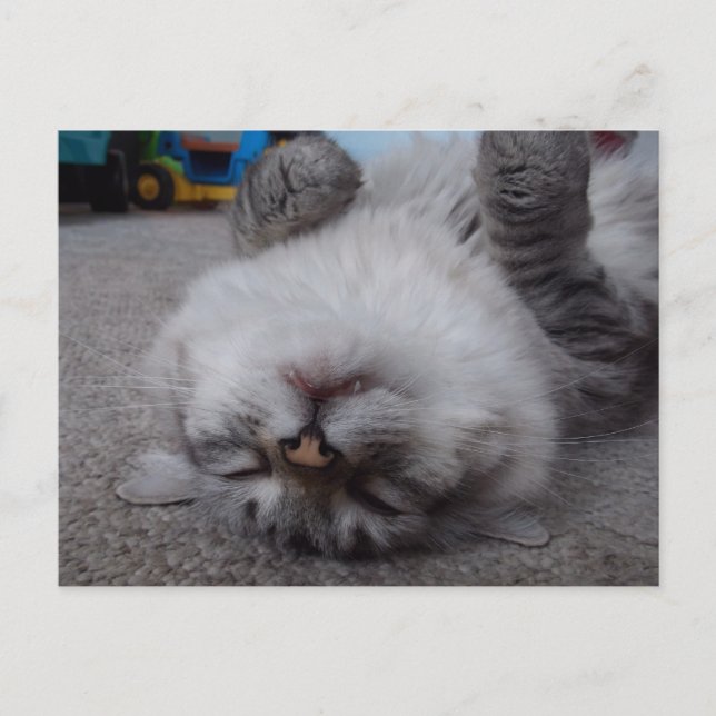 Postal del gatito del vampiro (Anverso)