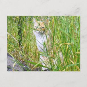 Postal del gatito Peek-a-boo
