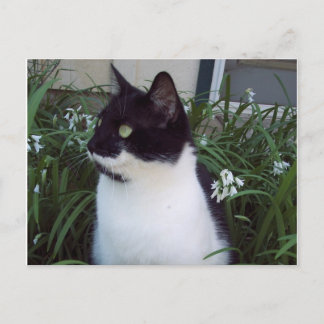 postal del gato