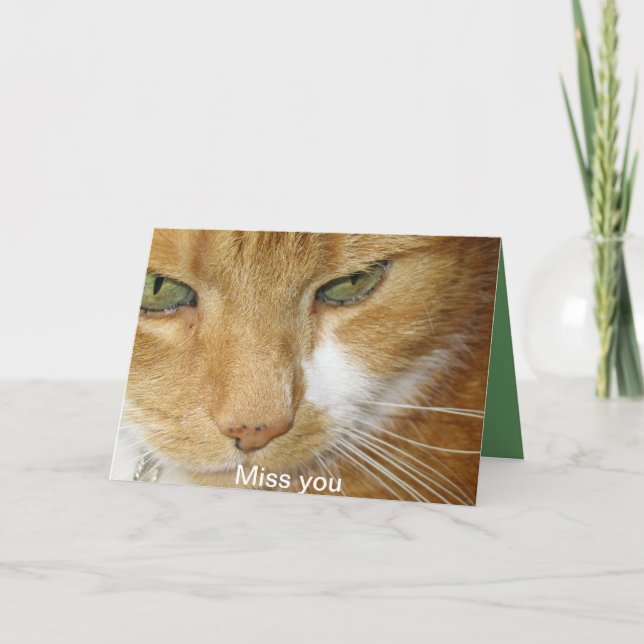 Postal del gato (Anverso)