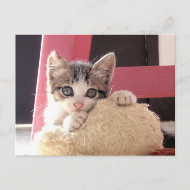 postal del gato del juguete del gatito de las (Anverso)