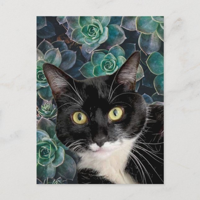 Postal del Gato del Topo (Anverso)