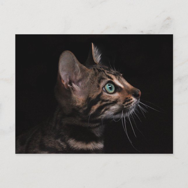 postal del gato gatito (Anverso)