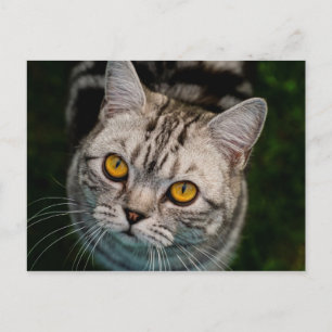 postal del gato McGonagall