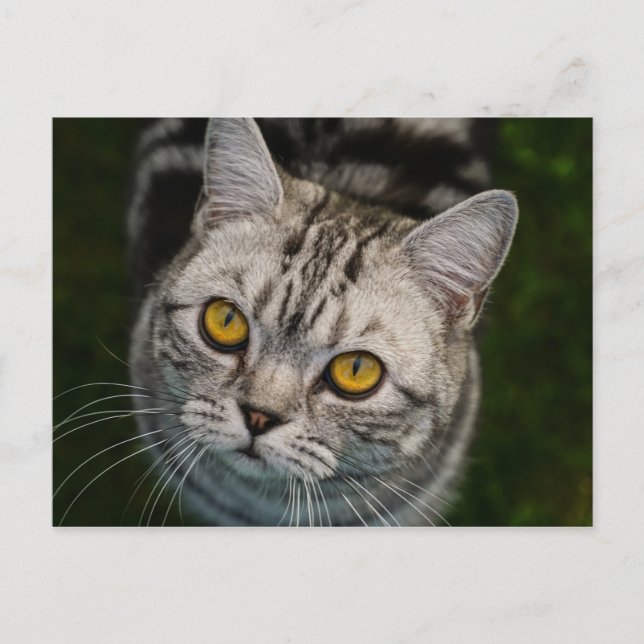 postal del gato McGonagall (Anverso)