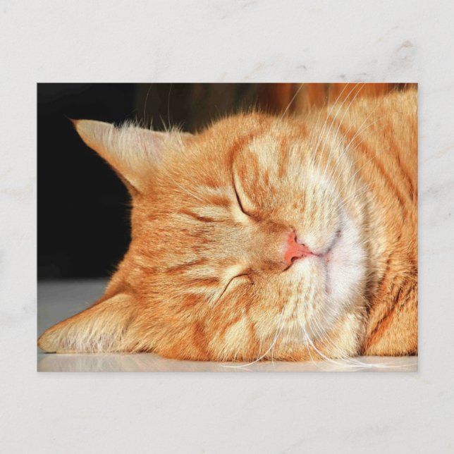 postal del gato naranja (Anverso)