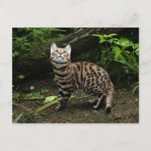 postal del gato negro