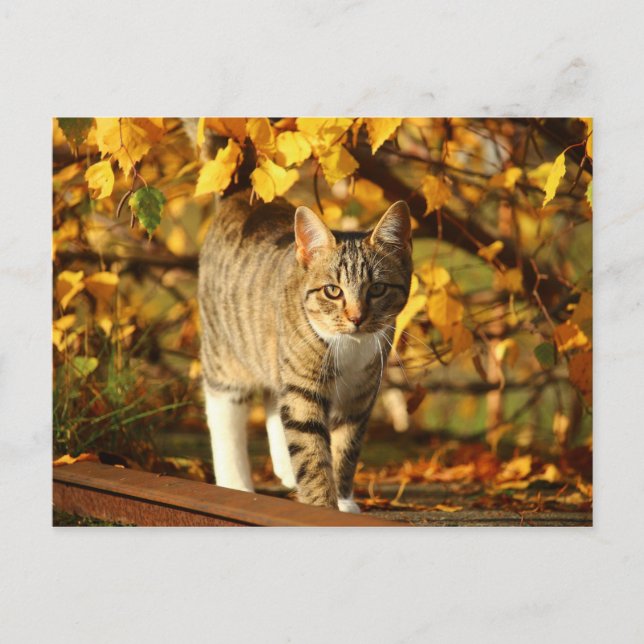 postal del gato otoñal (Anverso)