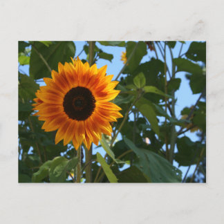 Postal del girasol
