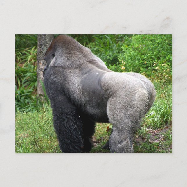 Postal del gorila del Silverback (Anverso)