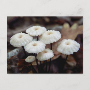 Postal del hongo Marasmius rotula