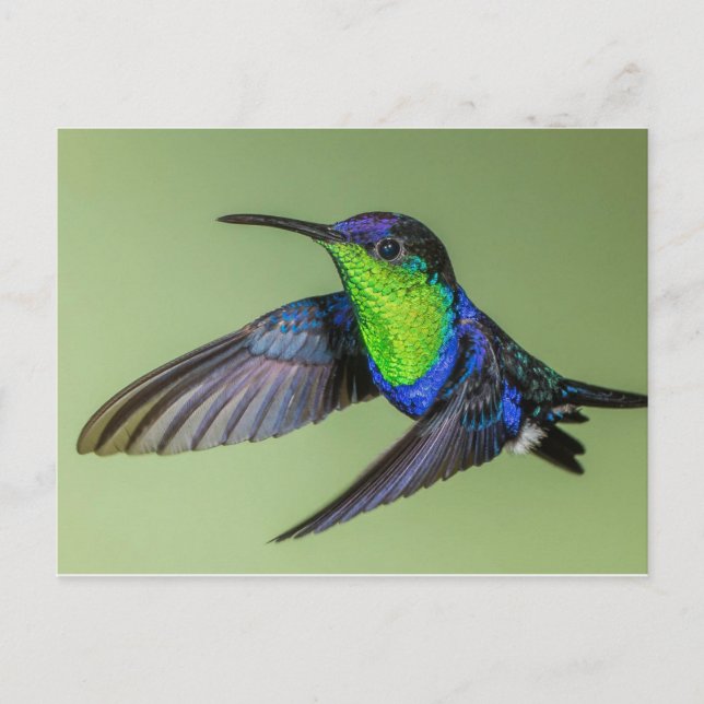 Postal del Hummingbird Woodnymph (Anverso)