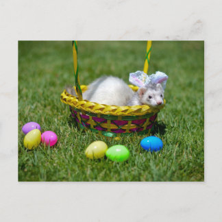 Postal del hurón de Pascua