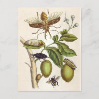 del insectorum Surinamensium de la metamorfosis,