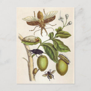 Postal del insectorum Surinamensium de la metamorfosis,