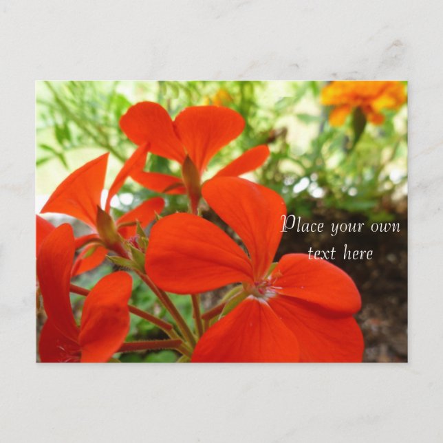 postal del jardín de flores (Anverso)