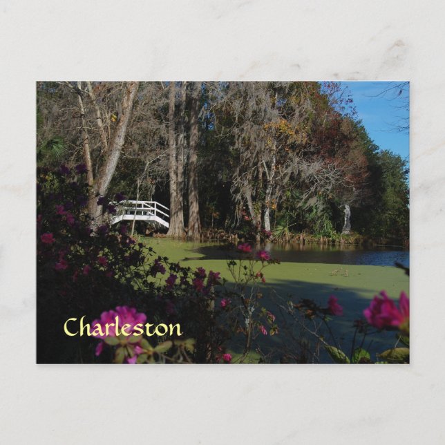 Postal del jardín de la ciénaga de Charleston (Anverso)