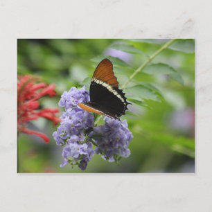 postal del jardín de mariposa