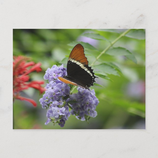 postal del jardín de mariposa (Anverso)