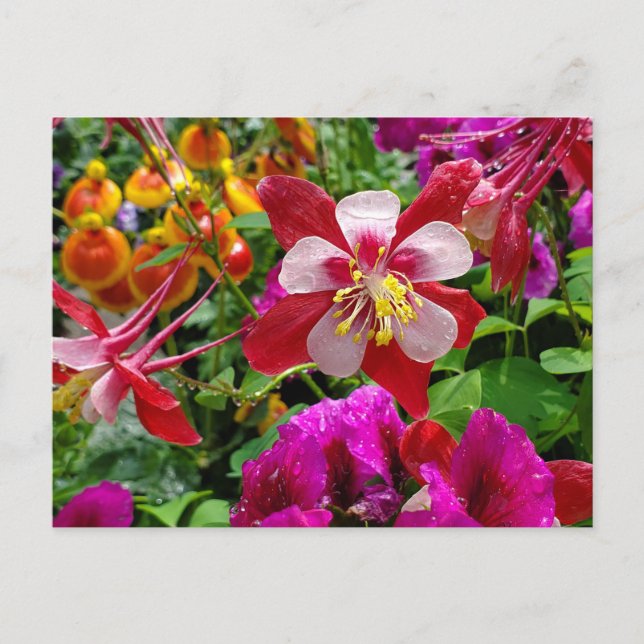 postal del Jardín de Verano (Anverso)