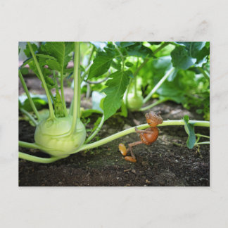 Postal del jardín del elfo de Acorn