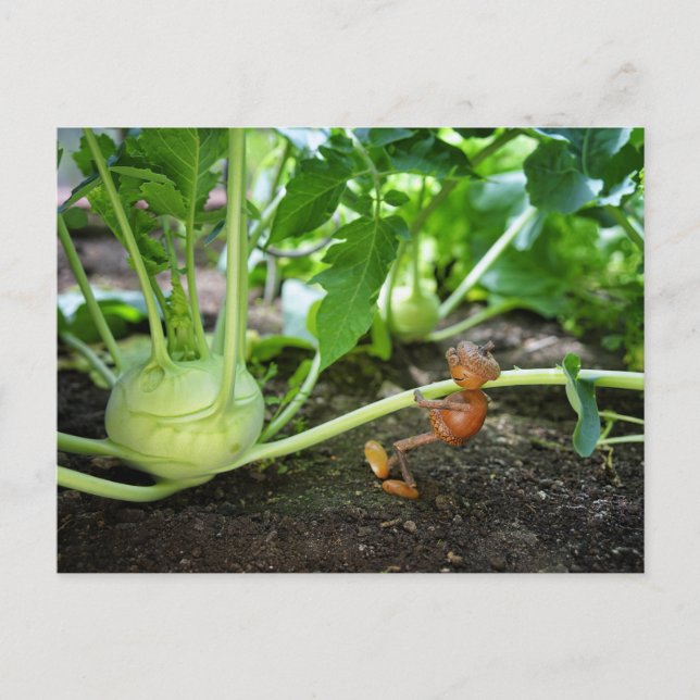 Postal del jardín del elfo de Acorn (Anverso)