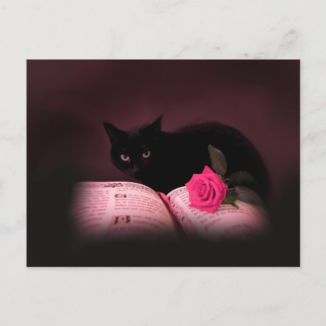 postal del libro de gatos románticos rosa (Anverso)