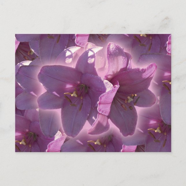 Postal del lirio (Anverso)