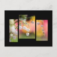 Postal del lirio de los valles