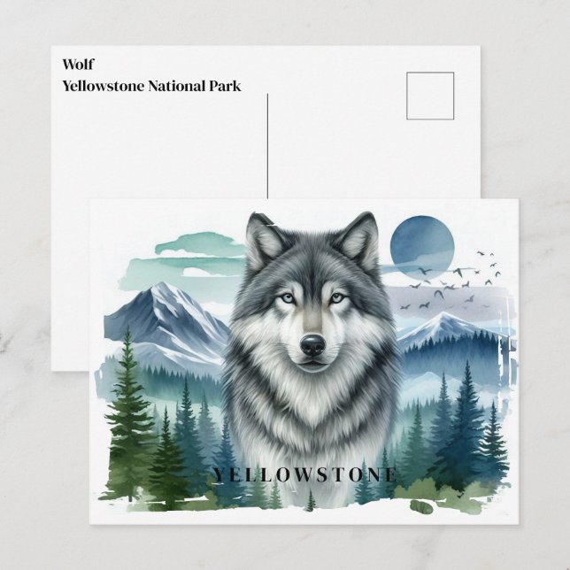Postal del lobo de Yellowstone (Anverso / Reverso)