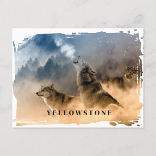 Postal del lobo de Yellowstone