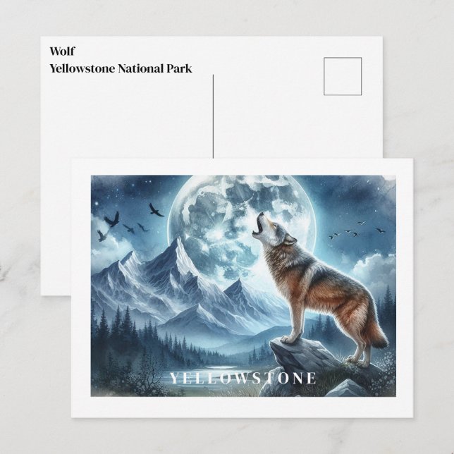 Postal del lobo de Yellowstone (Anverso / Reverso)