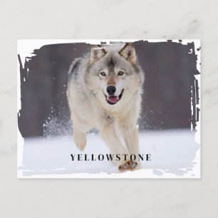 Postal del lobo de Yellowstone