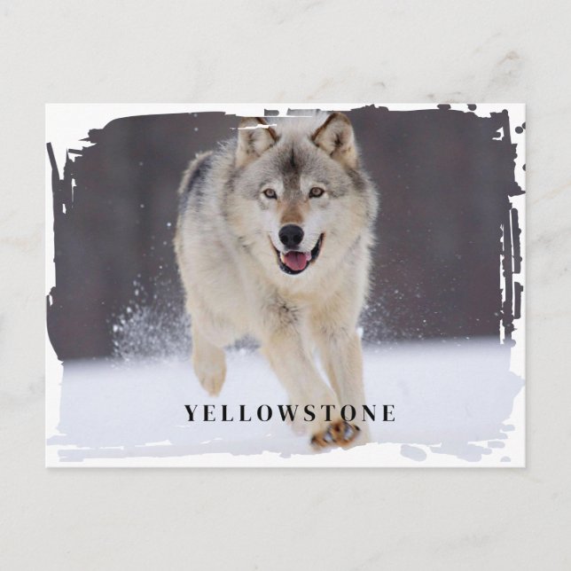 Postal del lobo de Yellowstone (Anverso)