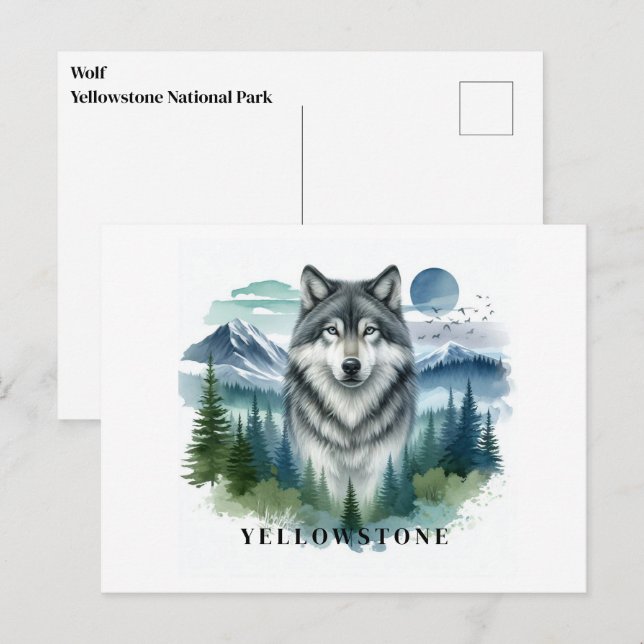 Postal del lobo de Yellowstone (Anverso / Reverso)